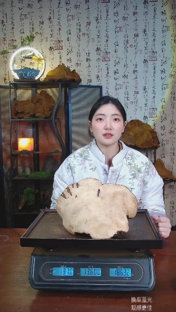 红缘拟层孔菌中国大陆【藏区野生】红缘树舌（2.74斤）30-40年份