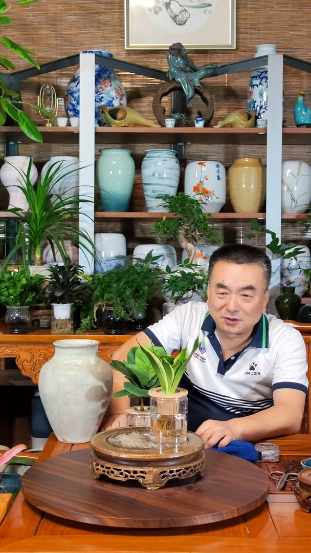 无花朵健****福水之韵水培虎皮兰