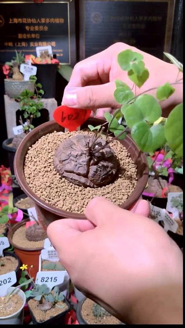 6027号1230精品植物南非龟甲龙单颗