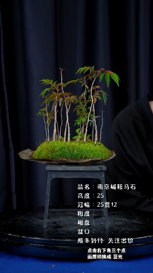 【闪购商品】南京槭鞍马石