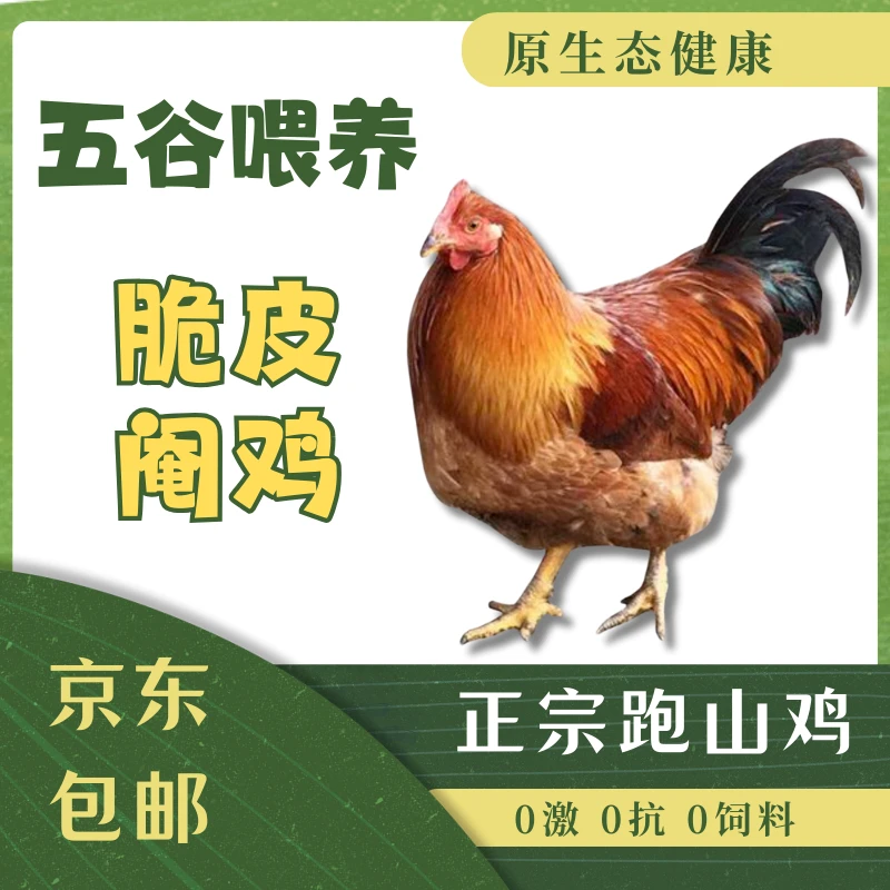 手工宰杀 三黄阉鸡 6斤 广东湛江鸡 荔枝园土鸡 喂五谷杂粮