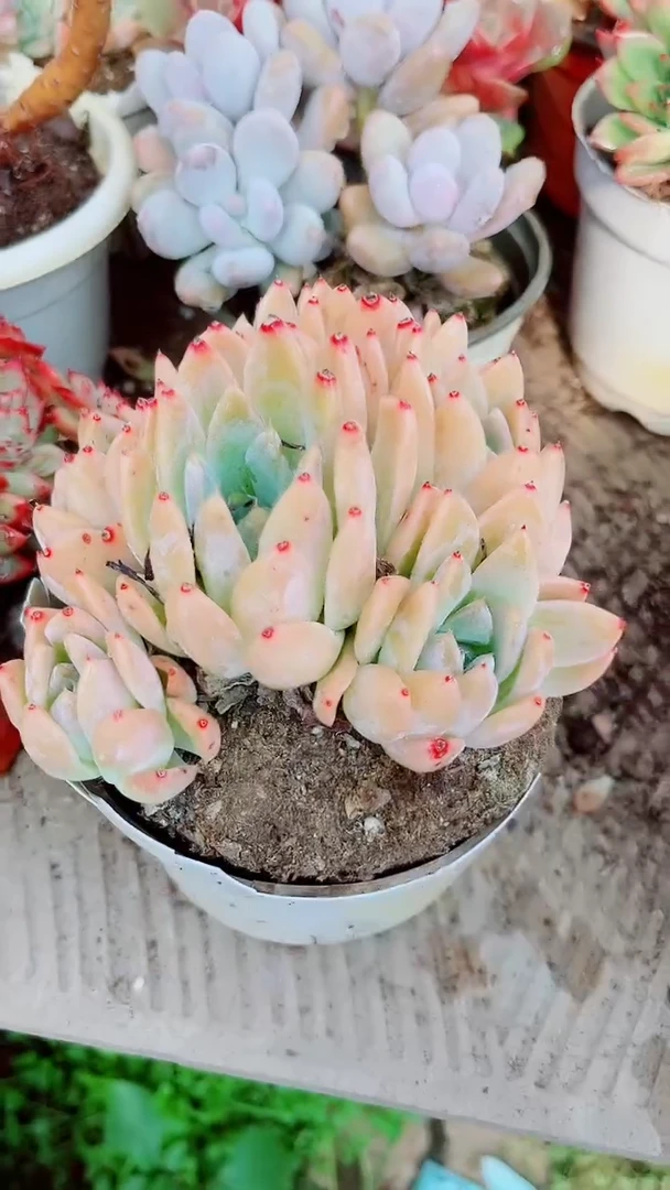 日*跃跃多肉植物12094