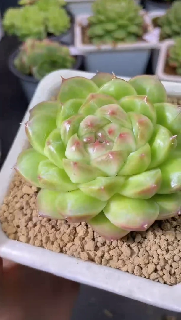 348萌萌小牛一物一拍
