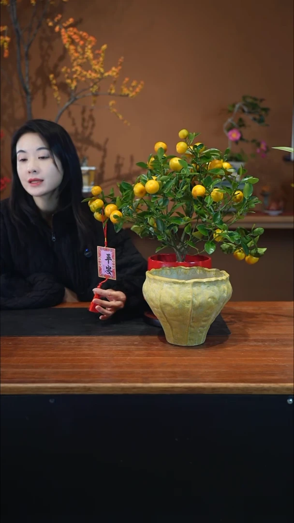 全部花朵小金橘黄盆景