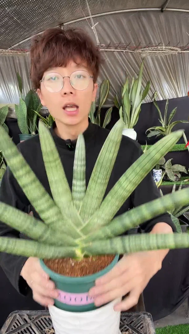 【闪购商品】5叶佛手兰带盆土25.8