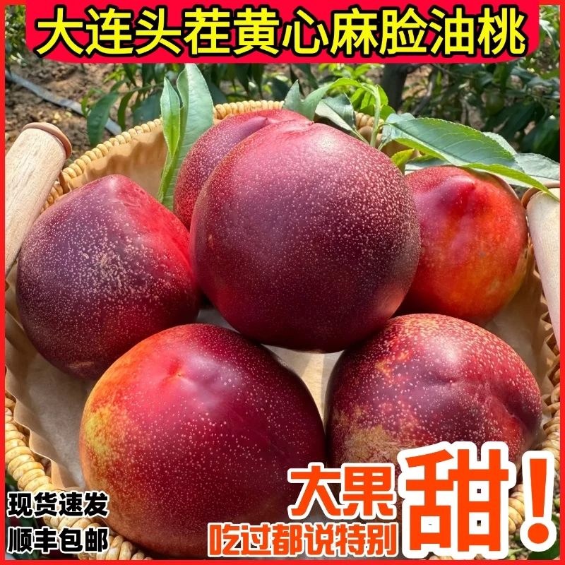 大连麻脸油桃黄心特大油桃新鲜现摘脆甜油4当季水果孕妇顺丰包邮