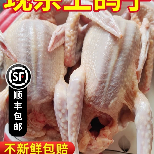 【保鲜发货】崇明生态鸽子350g*3只原粮喂养品质鸽子7-8两火锅食材鸽肉