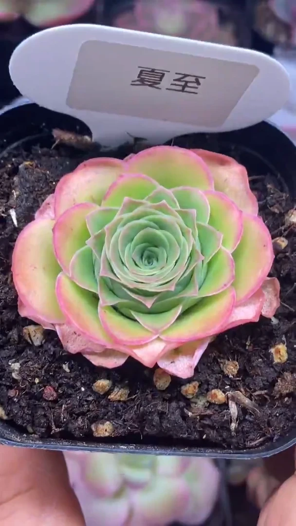 楹楹山地玫瑰/90