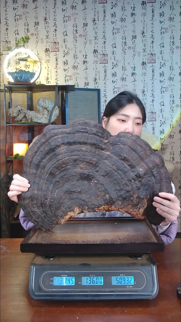 红缘拟层孔菌中国大陆【藏区野生】红缘树舌（7.13斤）80-90年份