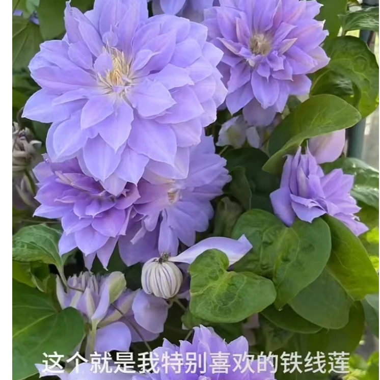 铁线莲 重瓣丹妮 二类早花重瓣耐寒耐热阳台庭院南北方花卉盆栽