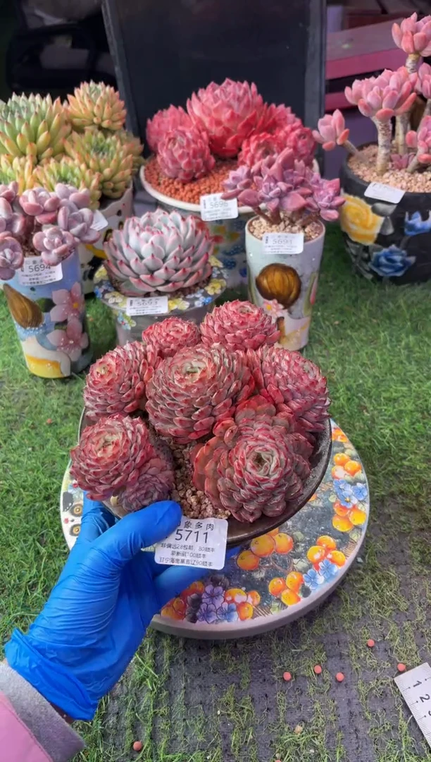昆明印象多肉5711