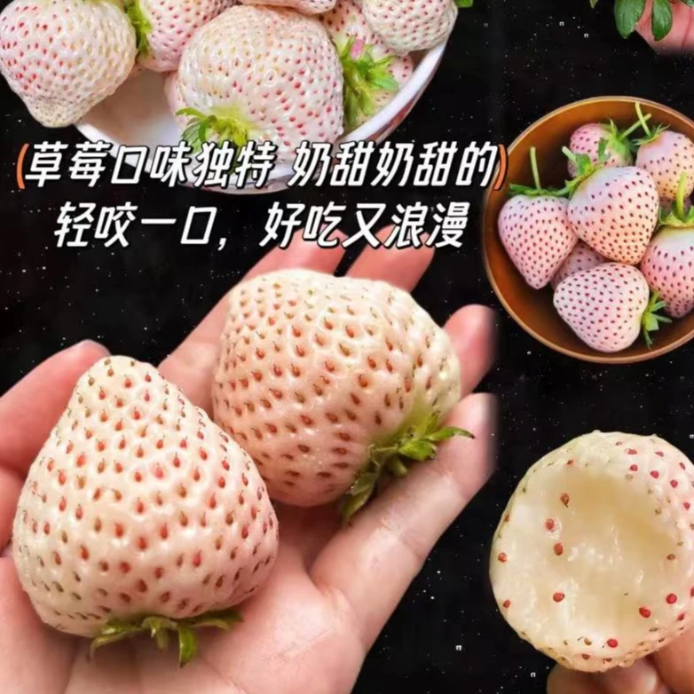 【莓之恋 大果草莓】白雪公主 奶香味 大果12~15颗/盒 【河南省内发】