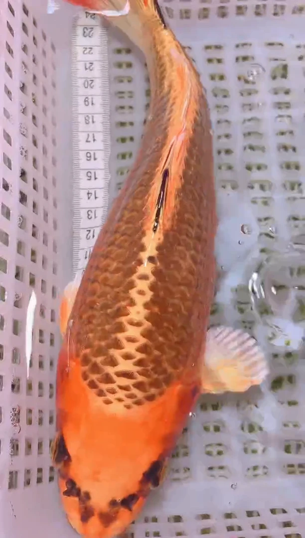 锦鲤冷水观赏鱼全场包邮76