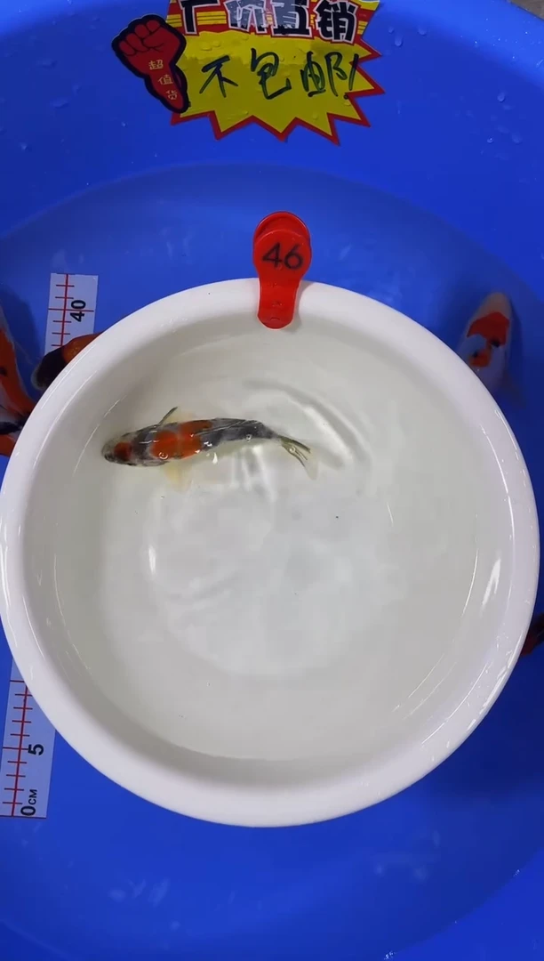 锦鲤活体二号链接