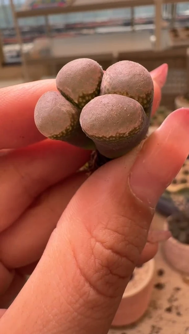 美丽的肉石头9.1-141大紫红