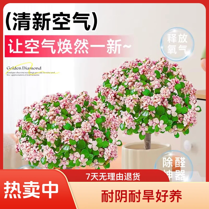 金枝玉叶老桩8-10cm多肉植物盆栽棒棒糖招财精品盆景花卉绿植