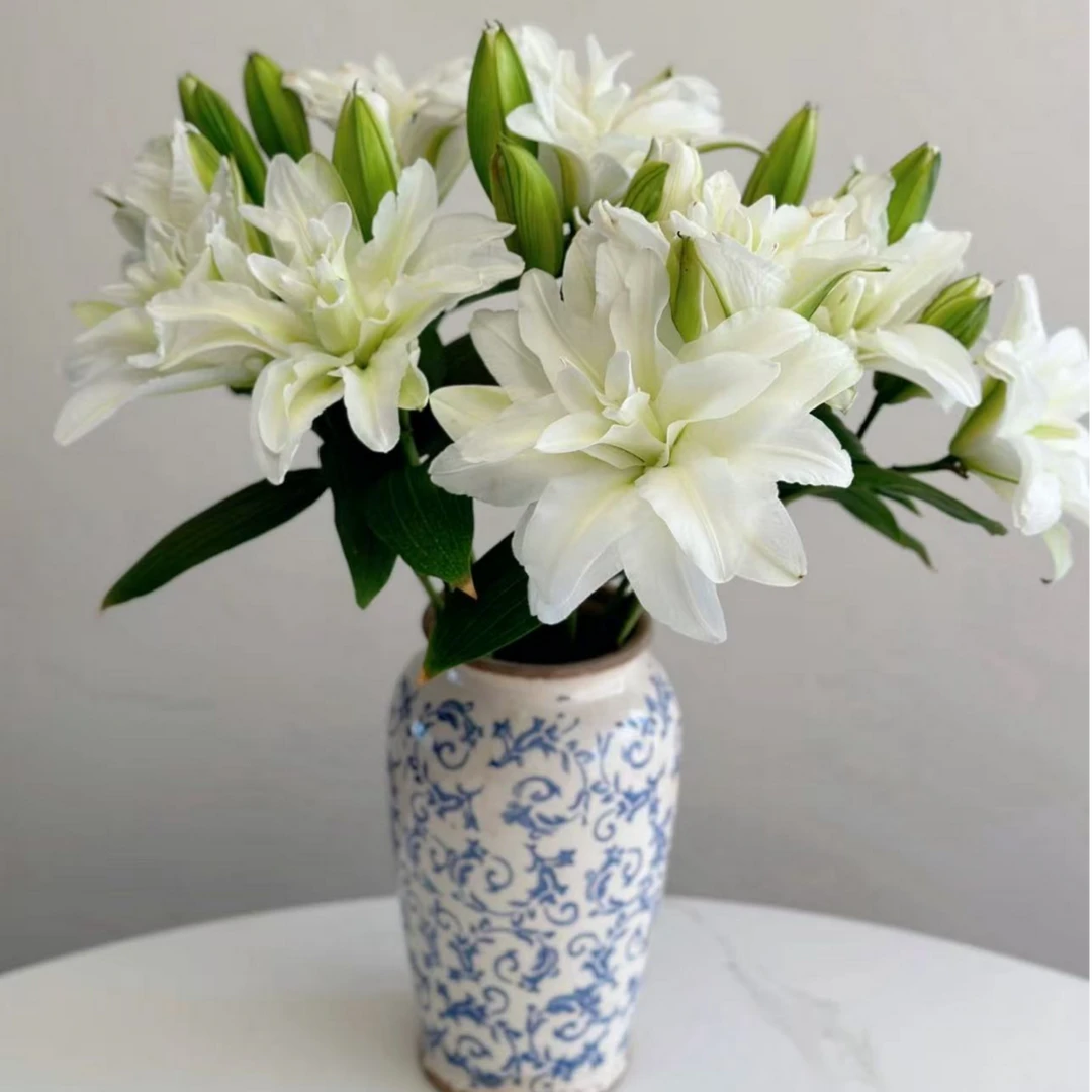 逸禾基地艾莎多头重瓣百合切花基地直采直发鲜花顺丰包邮含保鲜剂