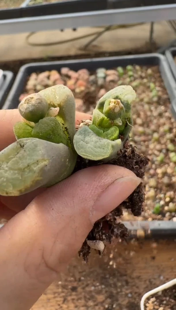 【闪购商品】7-302