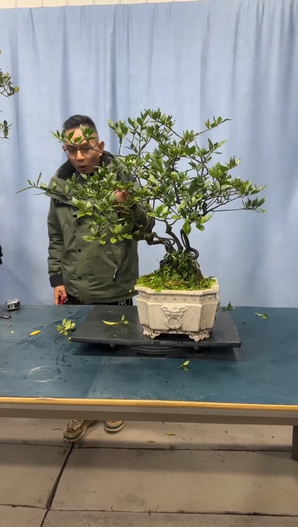 【闪购商品】盆景栀子花