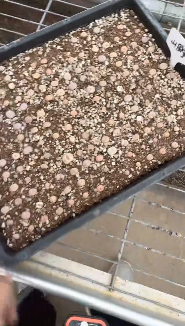 多肉植物肉锥脱土发29-203