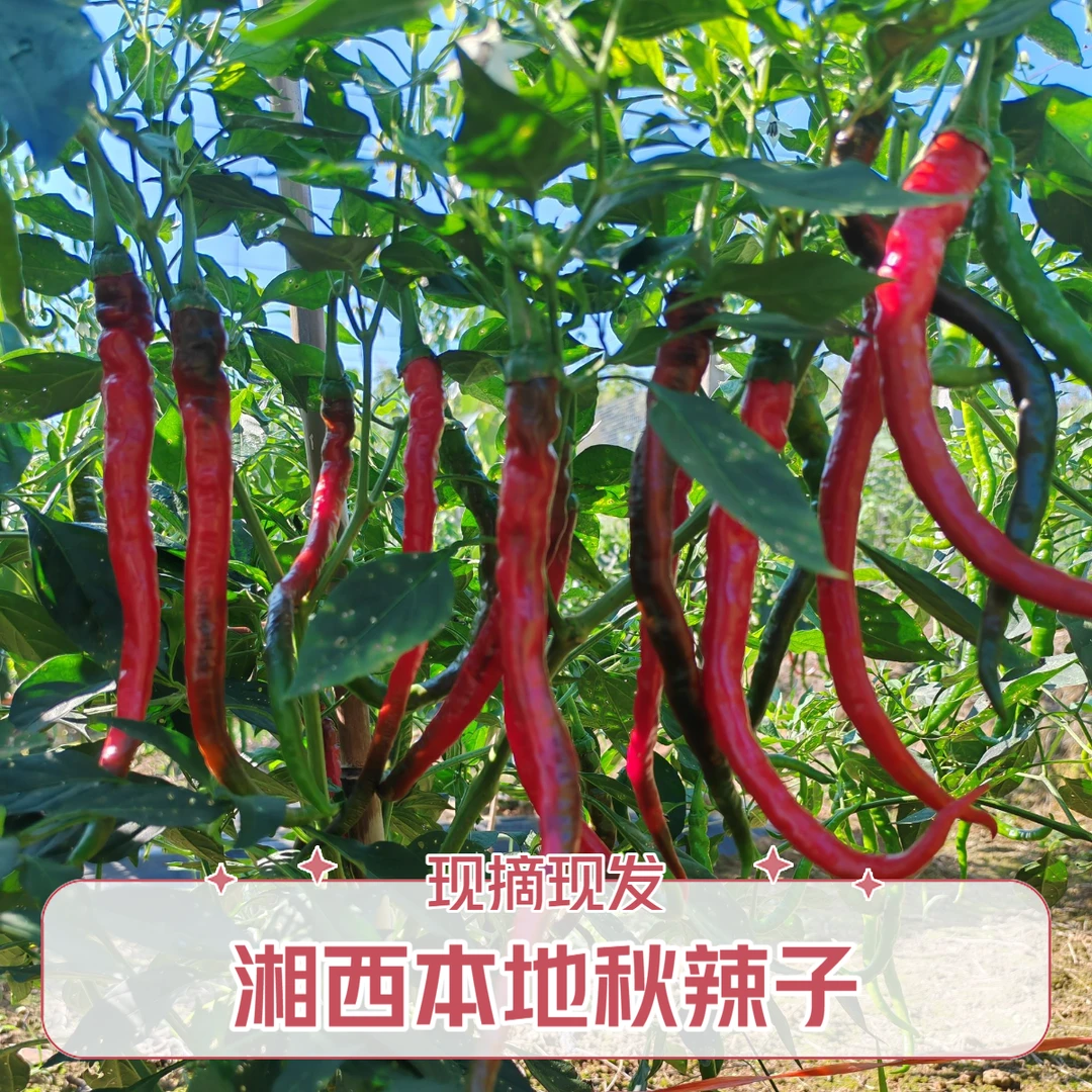 湘西富硒土辣椒现摘新鲜紫红辣椒可做剁椒泡椒辣椒酱当季新鲜水果