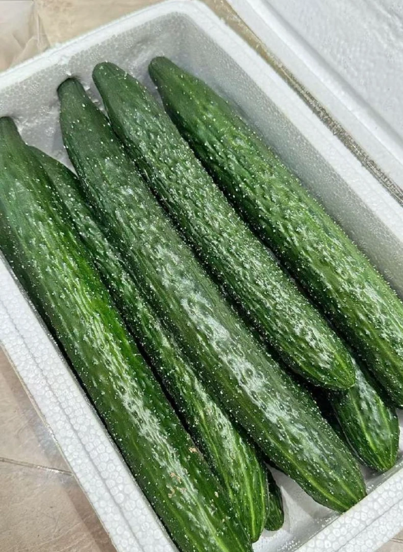 带刺黄瓜新鲜现摘皮薄肉厚脆嫩多汁直播间实物为准