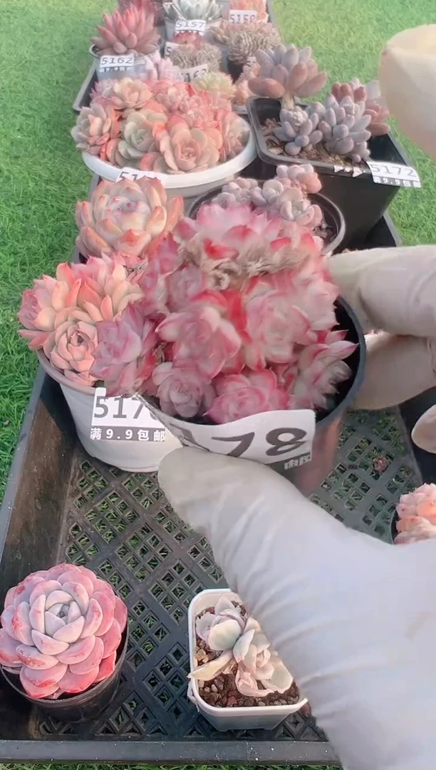 【闪购商品】信福多肉一物一拍