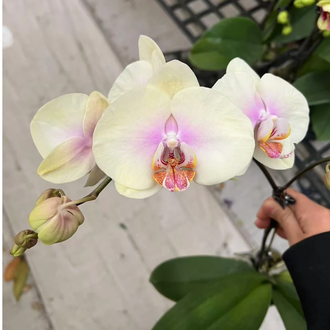 2.8寸如画 蝴蝶兰一颗 【任意两颗起发货】