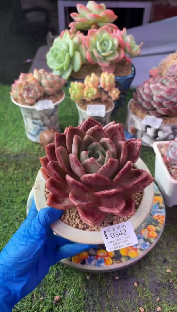 昆明印象多肉0342