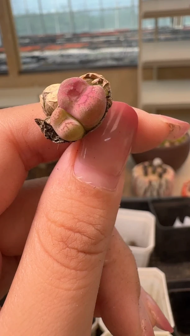 16-15多肉植物肉锥