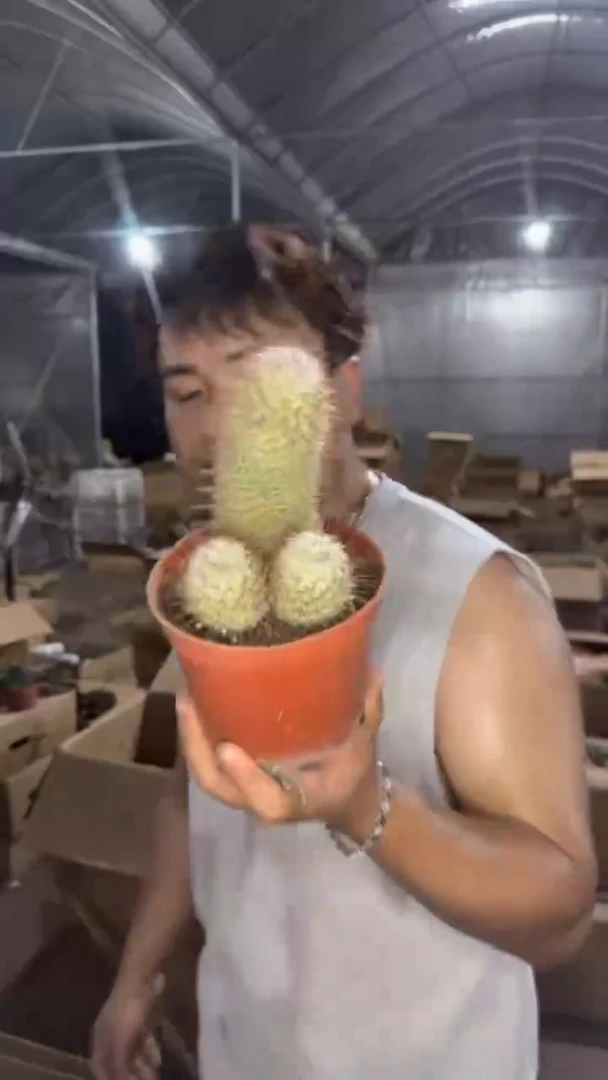 大号 丰明丸【带根】