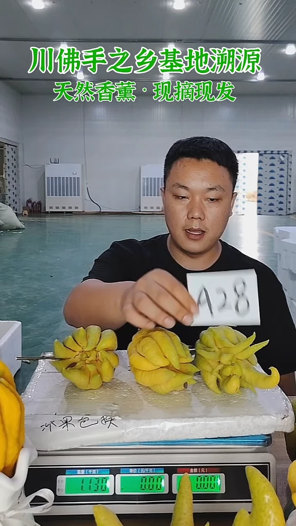 柑橘【一物一拍】川佛手柑鲜果带枝高山佛手柑A28