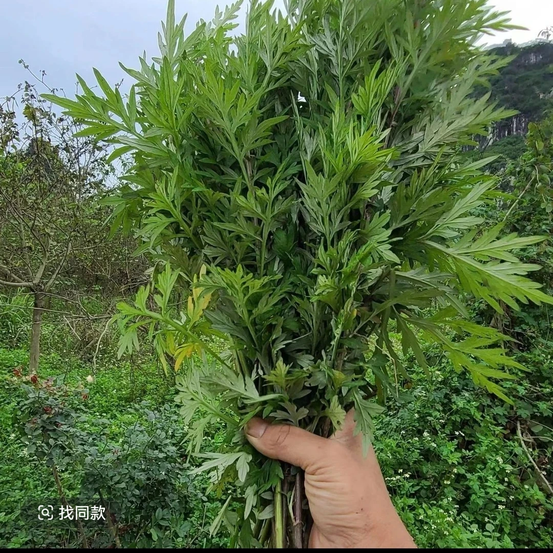 新鲜艾草现摘艾叶原材料食用艾草鲜叶称重