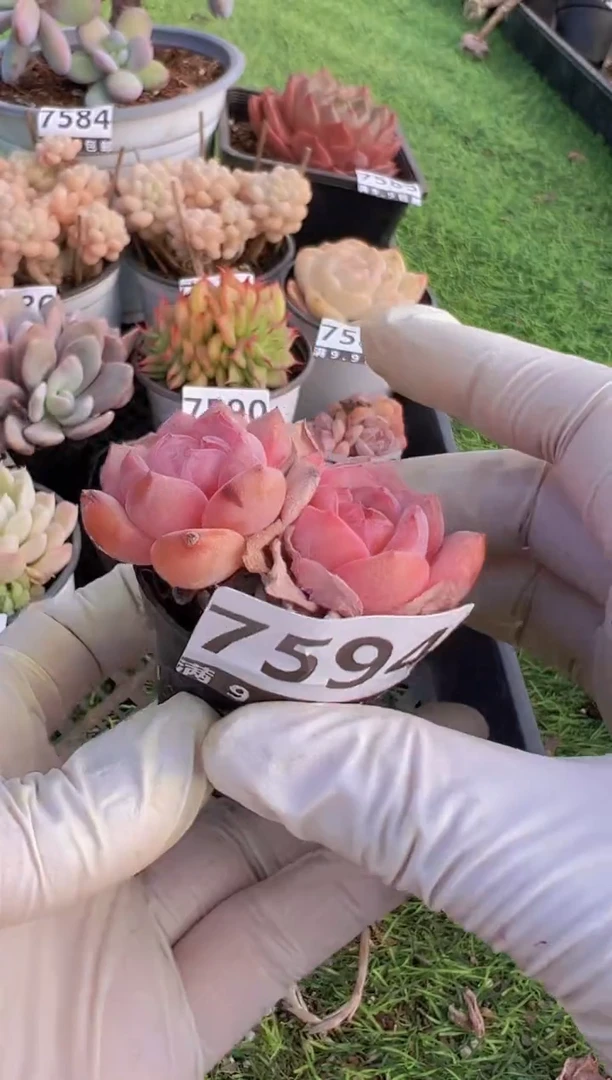 【闪购商品】信福多肉一物一拍