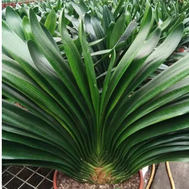 君子兰直播间一物一拍连接，私自下单不发货