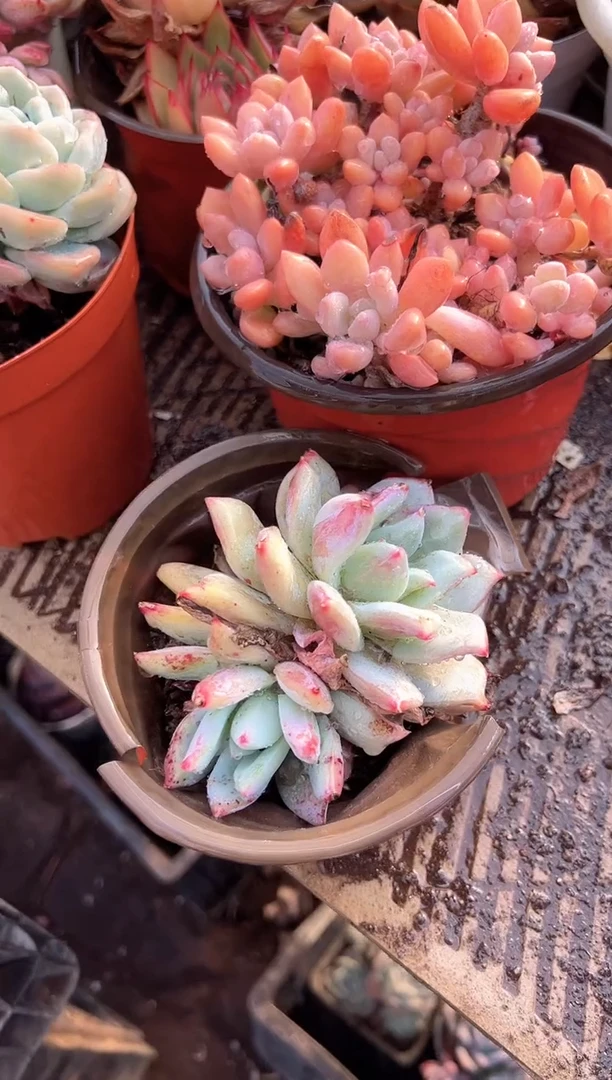 A****e多肉植物一物一拍27380