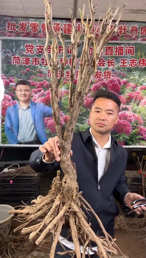 闪购菏泽牡丹园  花王55