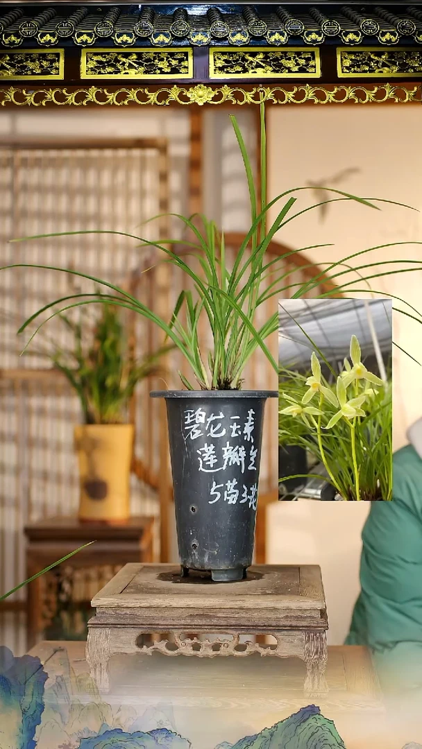 全部花苞碧龙玉素5苗3花