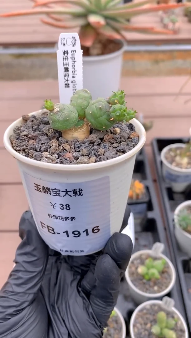 【闪购商品】玉麟宝FB-1916