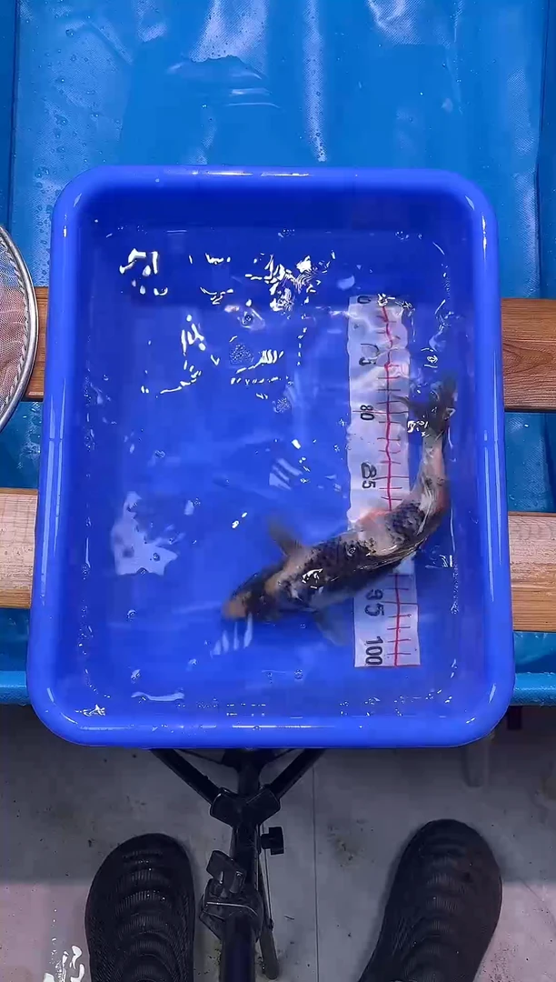 锦鲤锦鲤观赏鱼编码49