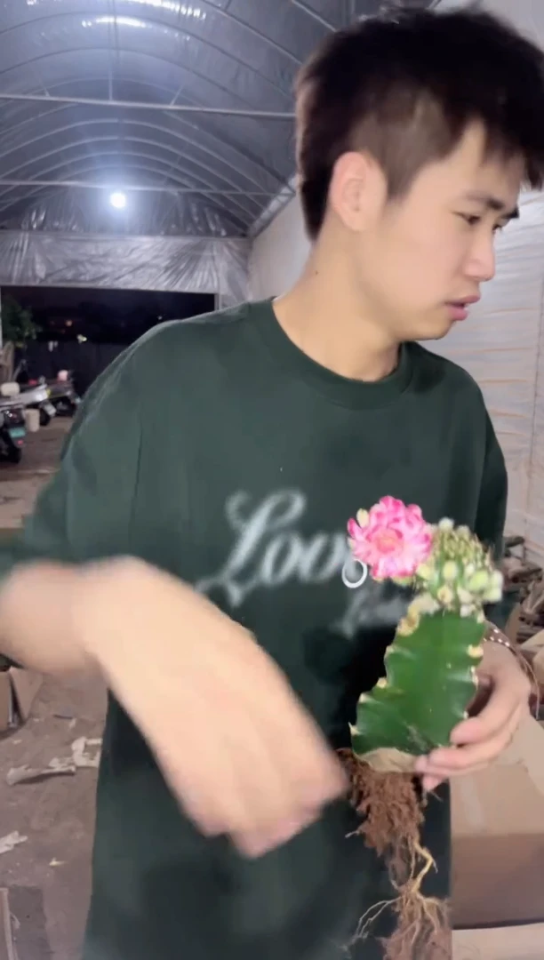 粉荷花 桃夭【嫁接】带花苞
