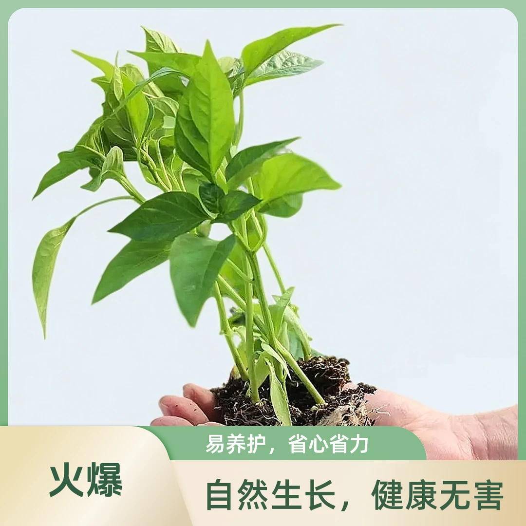 正宗樟树港辣椒苗带穴盘土发货原种樟树港湖南辣椒苗新手辣椒秧苗