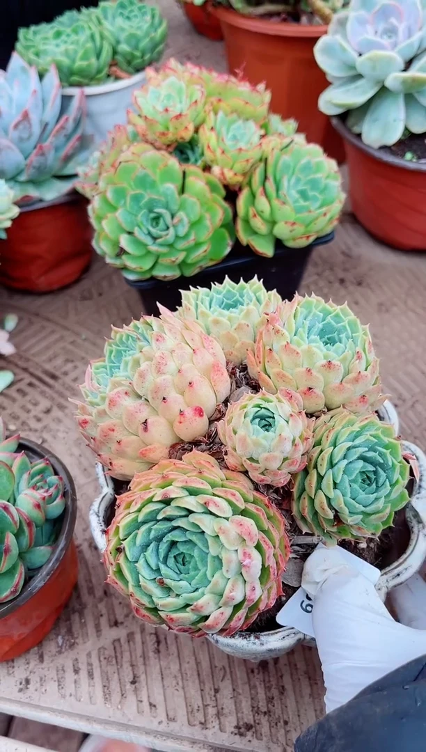 安*30159多肉植物一物一拍