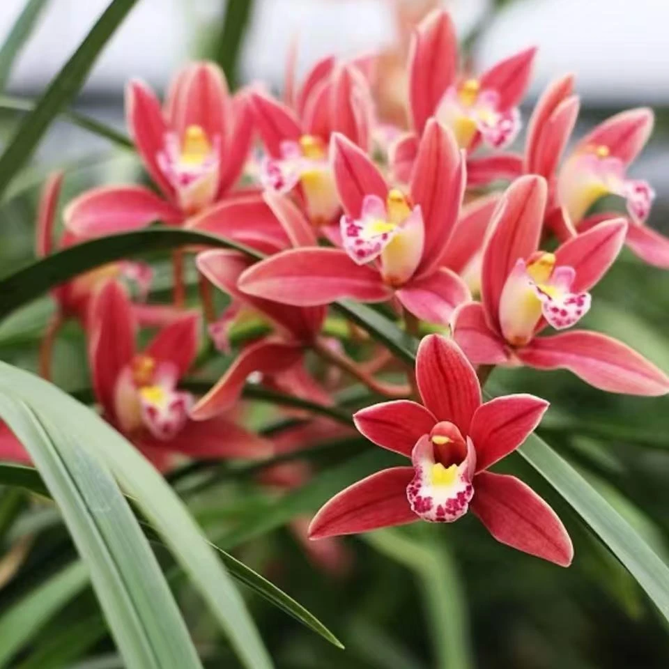 【红双喜】4-5支花 带花苞兰花  喜庆红花年宵花耐寒花期长浓香