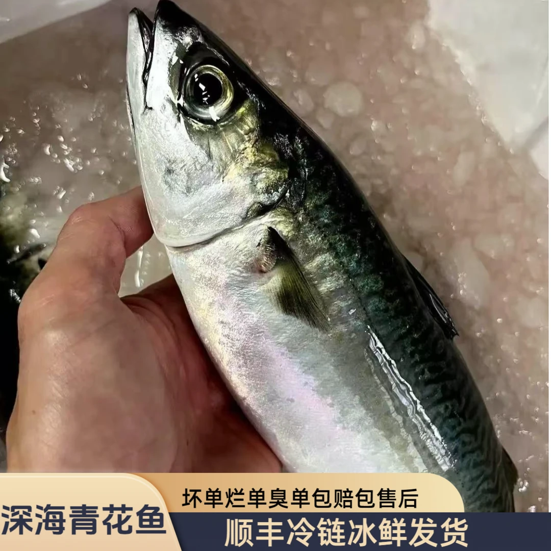 【当天新货】东山岛小船捕捞青占鱼花仙鱼鲐鲅鱼挪威青花鱼鲭鱼鲅鱼