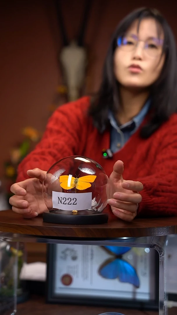 N222    杏粉蝶 玻璃球款