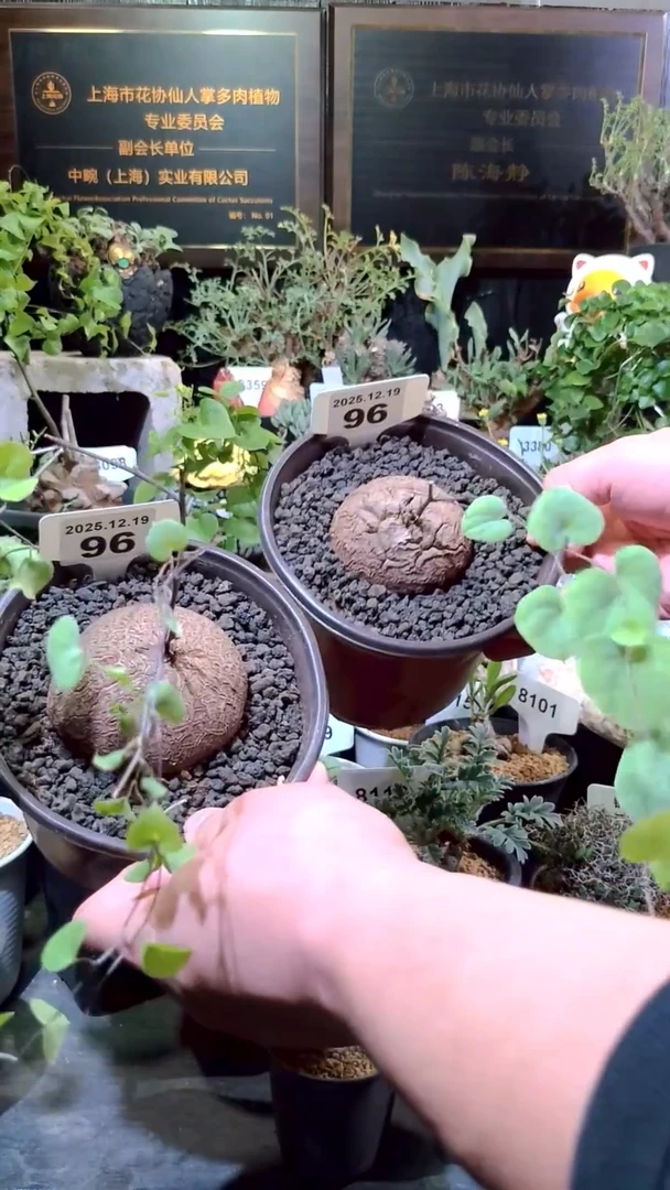 96号1219福利南非龟甲龙买1送1