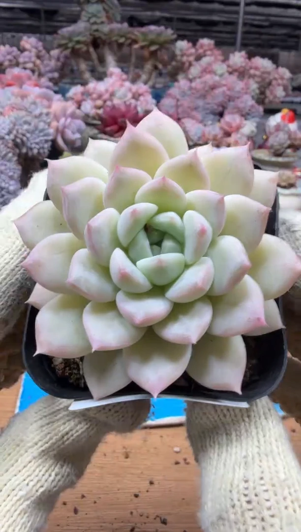 东云多肉园三店-215