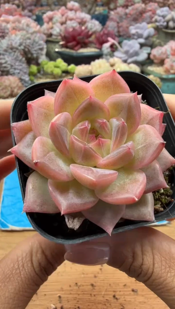 东云多肉园二店-89