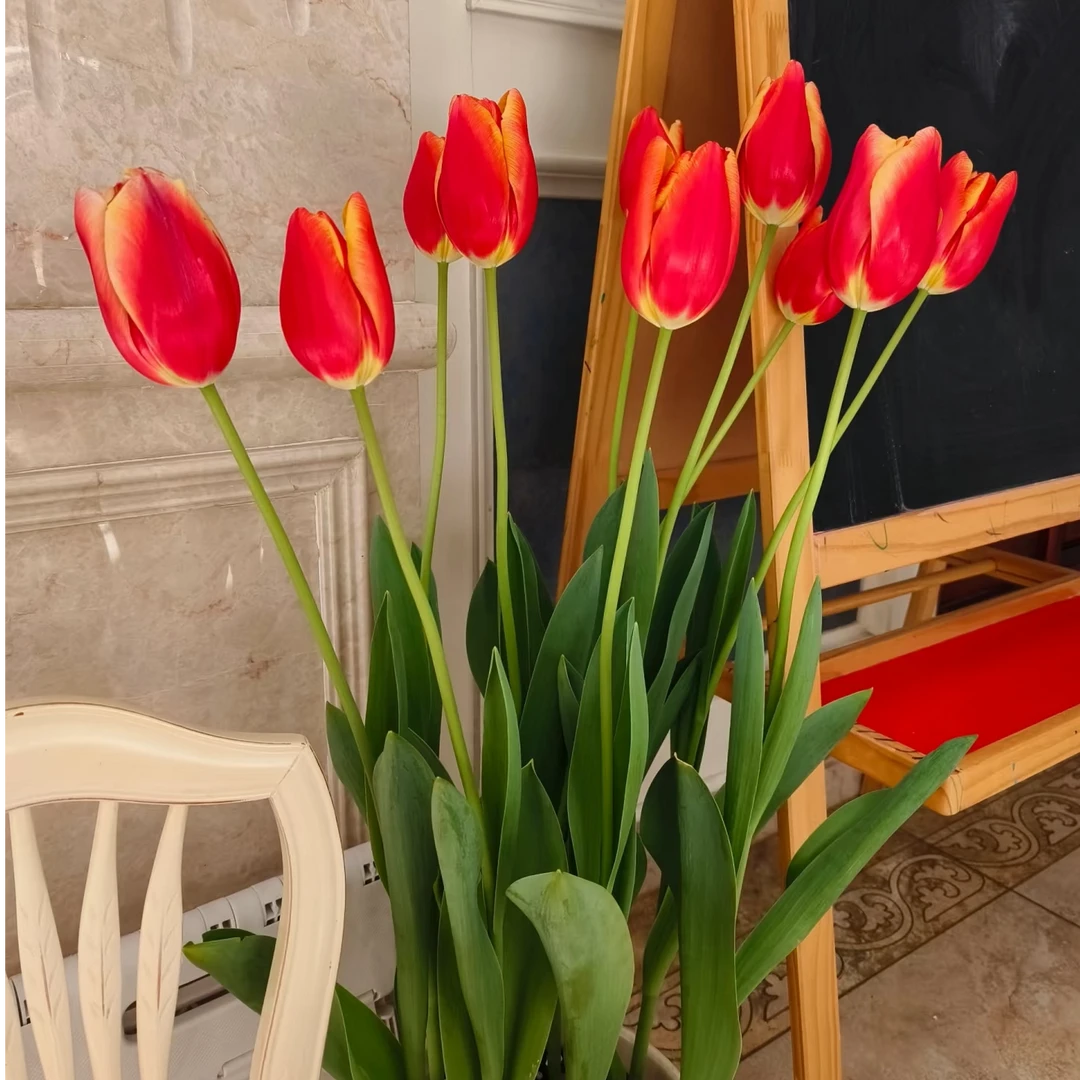 【云顶】红日 郁金香、东北产地直发全国顺丰包邮鲜切花养护派送